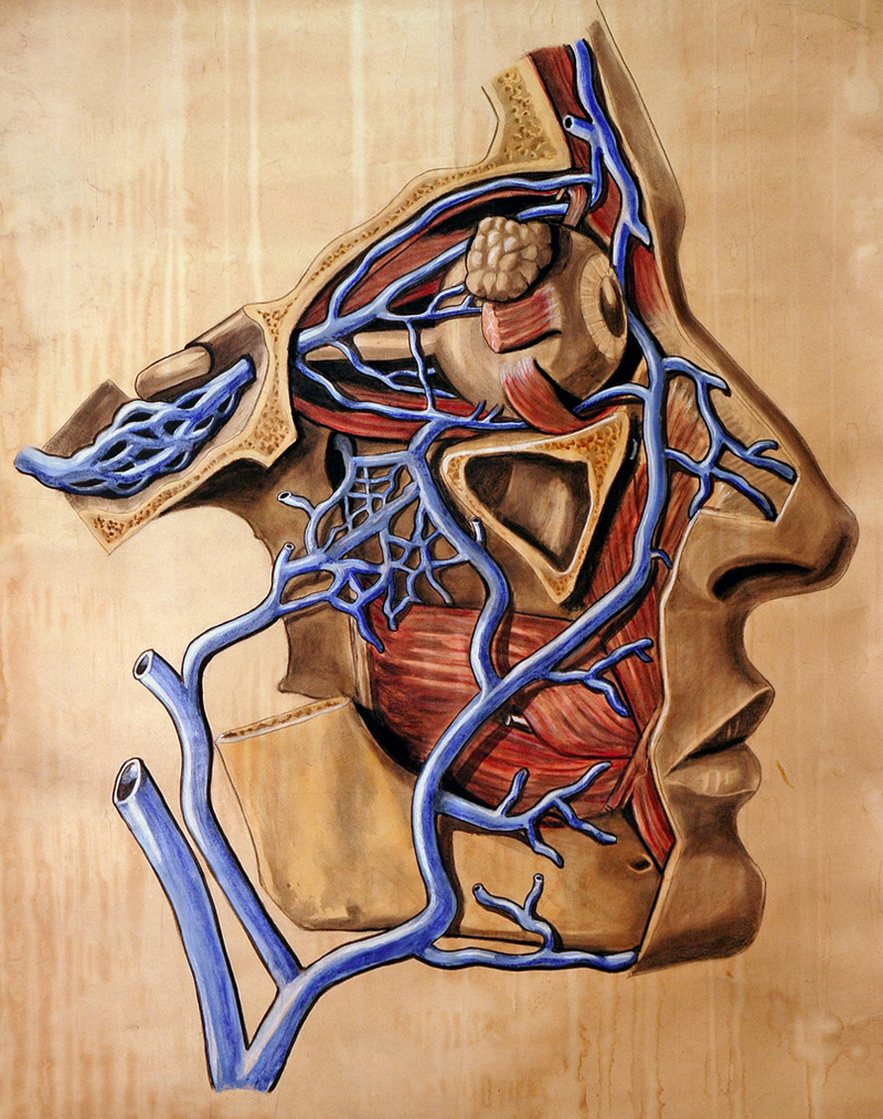 Illustration for article titled Who knew an illustration of an abdominal cavity could be so beautiful?